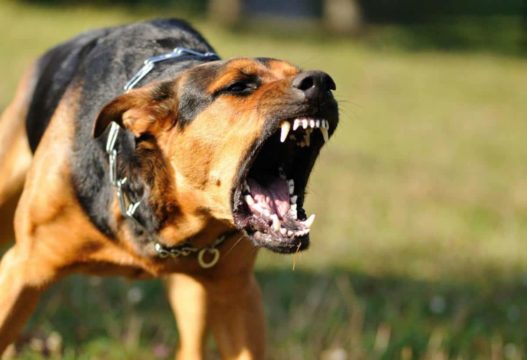11 собак на район. Отлов бродячих животных в Саратовской области провален