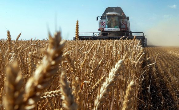 В России соберут на 30% меньше зерна, чем в прошлом году