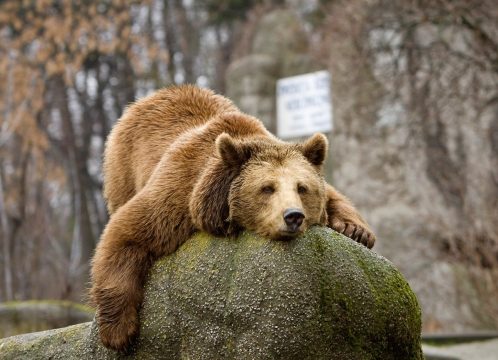 «ЕР» сократила поголовье медведей