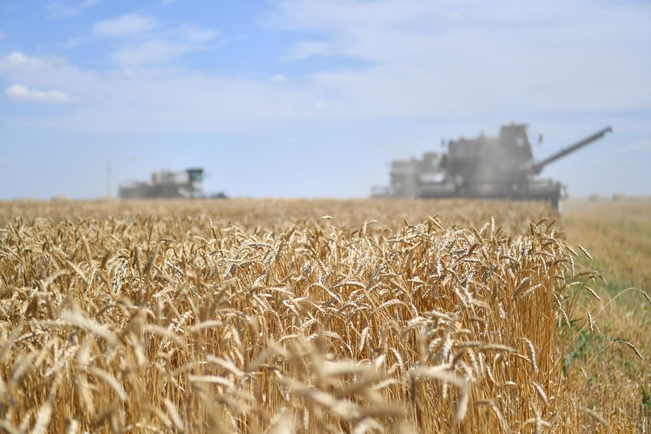 В Саратовской области за сутки собрали 111 тысяч тонн неизвестных зерновых