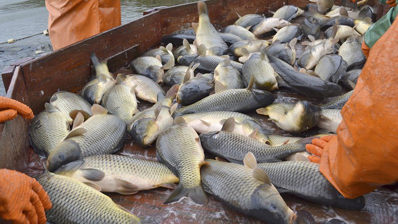 Норма рыбы на душу населения в Саратове оказалась вдвое ниже положенной