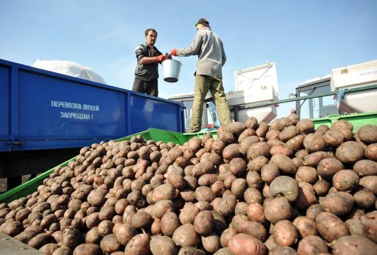 Урожайность саратовского картофеля вдвое ниже белорусского