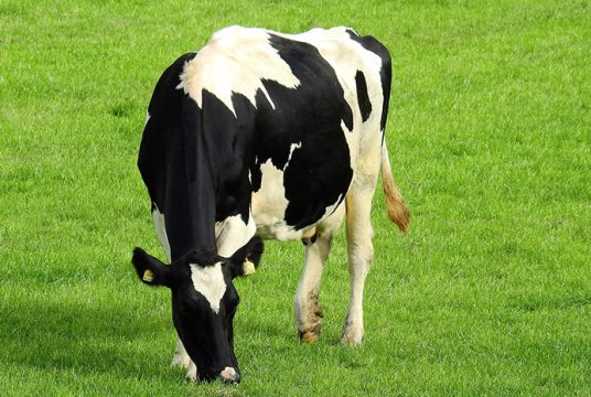 Саратовское правительство поддержит племенное молочное животноводство других регионов