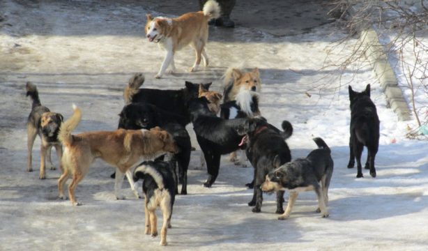 В области поймали 2000 бродячих собак и одного ветеринара