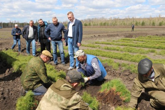 Уровень лесистости в регионе пока остается низким