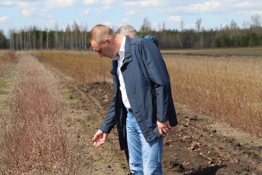 Спасут ли 10 млн сеянцев саратовские леса?