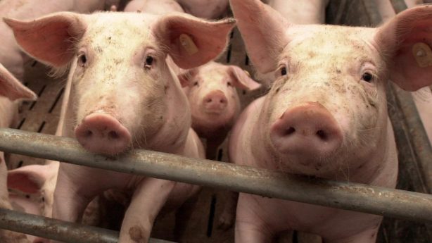 Как можно остановить африканскую чуму свиней