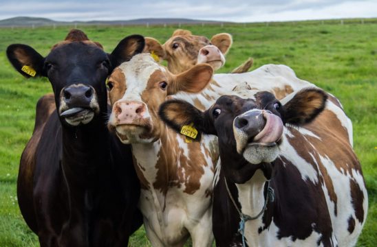 62 процента молока в Саратовской области выдаивают из марксовских коров