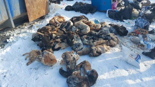 В саратовском приюте «Рич» обнаружено 90 трупов собак и кошек