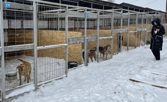 Саратовская прокуратура начала проверку приютов на соблюдение прав животных