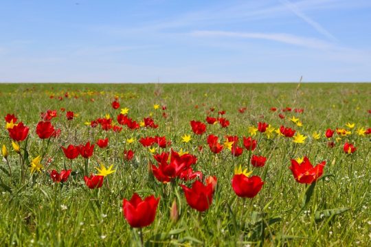 В Саратовской области возьмут под охрану тюльпаны