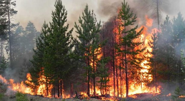 Лада Мокроусова ответит за пожары в Саратове