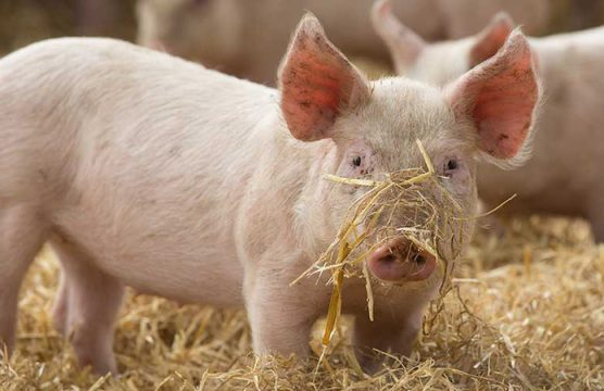 Мировые цены на свинину падают, а в России сезонное повышение