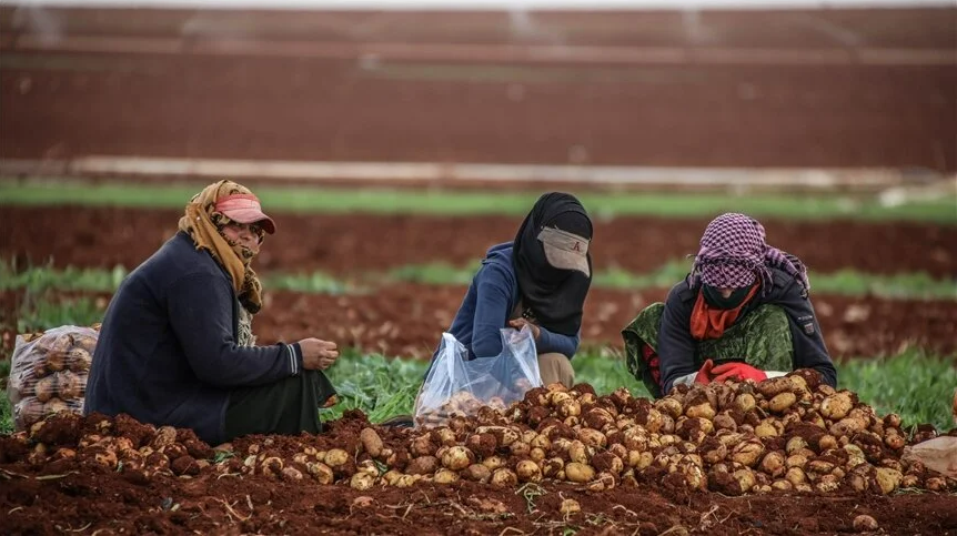 Федеральных денег на овощеводство саратовским картофелеводам не хватило
