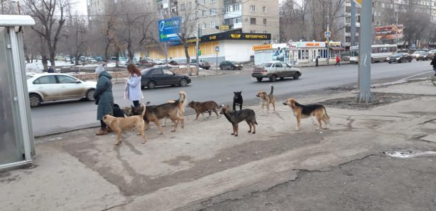 За бездомных собак будут штрафовать