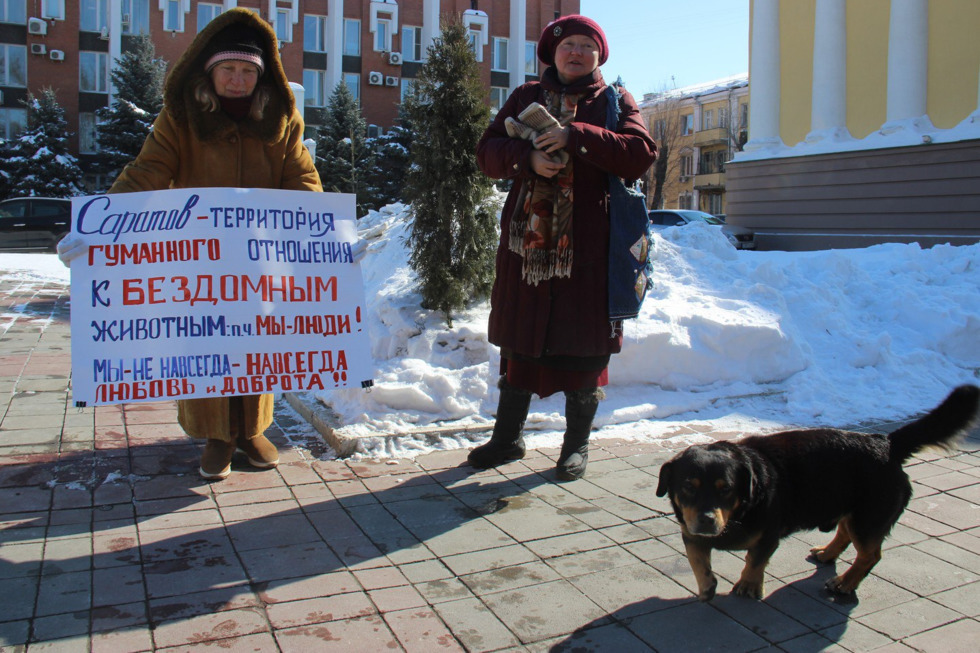 Бездомных животных Саратова ждет массовый отлов