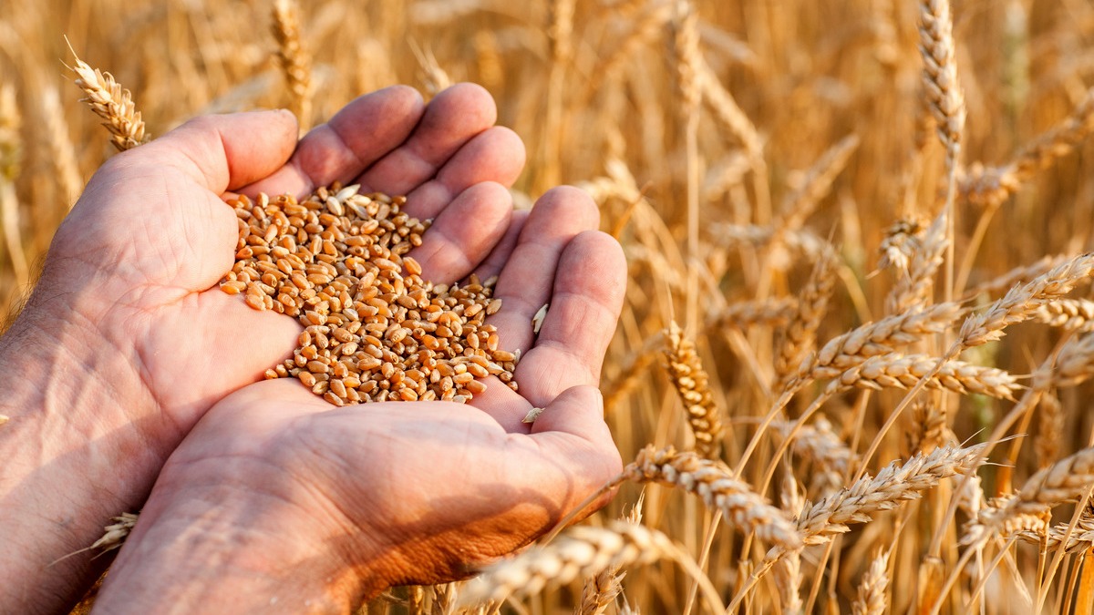 Из Саратовской области вывезут за рубеж свыше полумиллиона тонн зерна