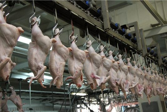 Россия перешла на полное самообеспечение  мясом птицы