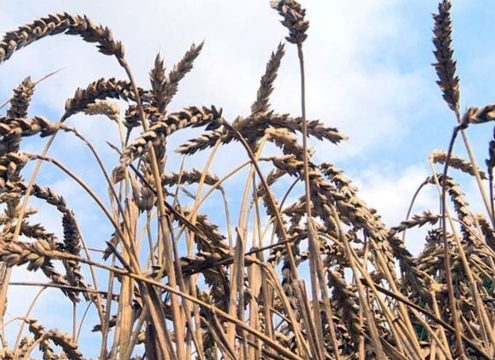 Прогноз зернового союза: урожай в России в 2023 году может достигнуть 140 млн. тонн