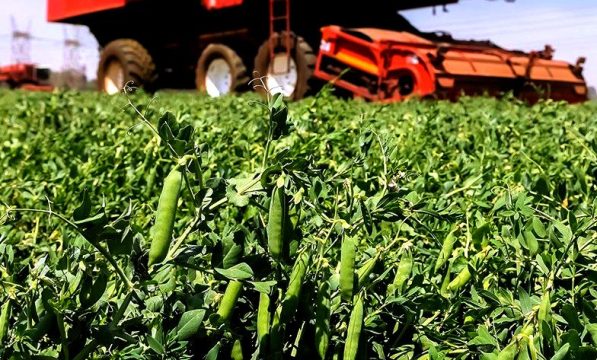 На 21 июля в Саратовской области собрано 614,1 тыс. тонн зерновых и зернобобовых культур