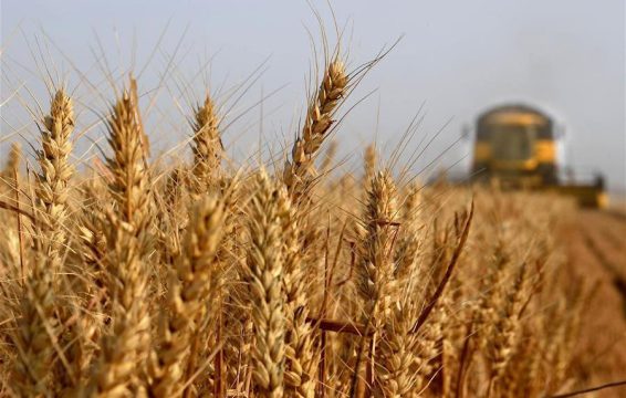 Урожай-2023: валовой сбор зерновых составил 793,2 тысяч тонн