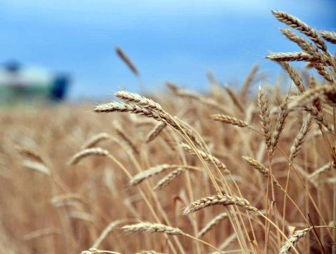 Валовой сбор зерна в Саратовской области перевалил за 1 млн. 600 тысяч тонн