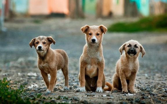 В Александрово-Гайском районе выловят в пять раз больше собак