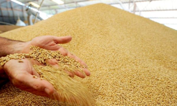 Жатва-2023: хлеборобы Саратовской области собрали более 3 миллионов 800 тыс. тонн зерна