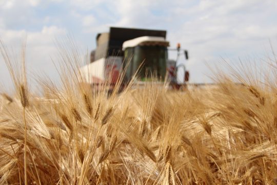Более 4 миллионов тонн зерна собрали хлеборобы Саратовской области