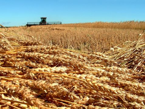 Саратовская область собрала почти 4,5 миллиона тонн зерна и зернобобовых культур
