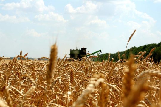 <strong>На конец августа в России намолочено более 105 млн. тонн зерновых и зернобобовых культур</strong>