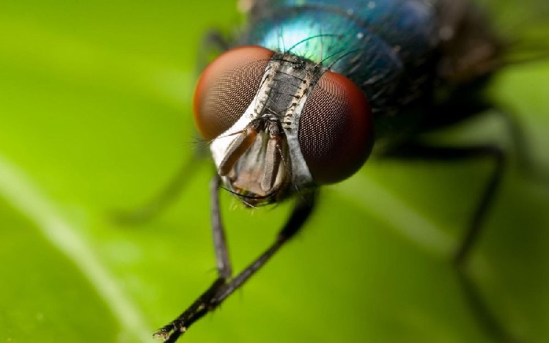 Личинки мух начнут переработку пищевых отходов из «Магнита»