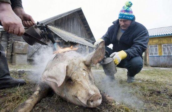 <strong>России грозит перепроизводство свинины и мяса птицы</strong>