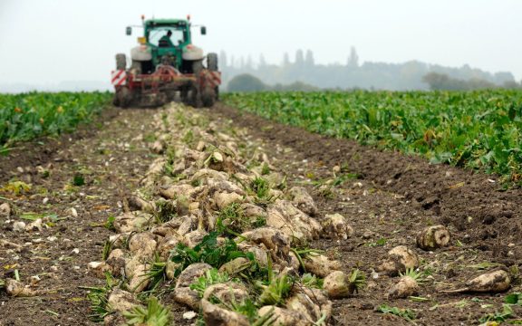 <strong>Урожайность сахарной свёклы в Саратовской области достигает 600 центнеров с гектара</strong>
