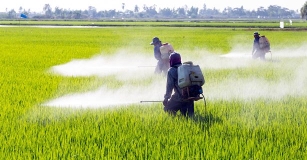 В Саратовской области выявлены нарушения при использовании пестицидов