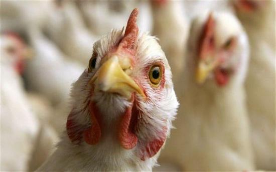 Саратовскому птицекомбинату временно запретили экспорт мяса птицы в Абхазию, Узбекистан и Украину