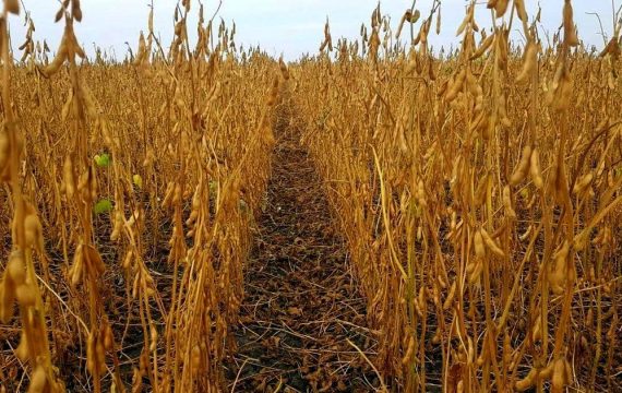 Хозяйства Саратовской области убрали более половины урожая сои