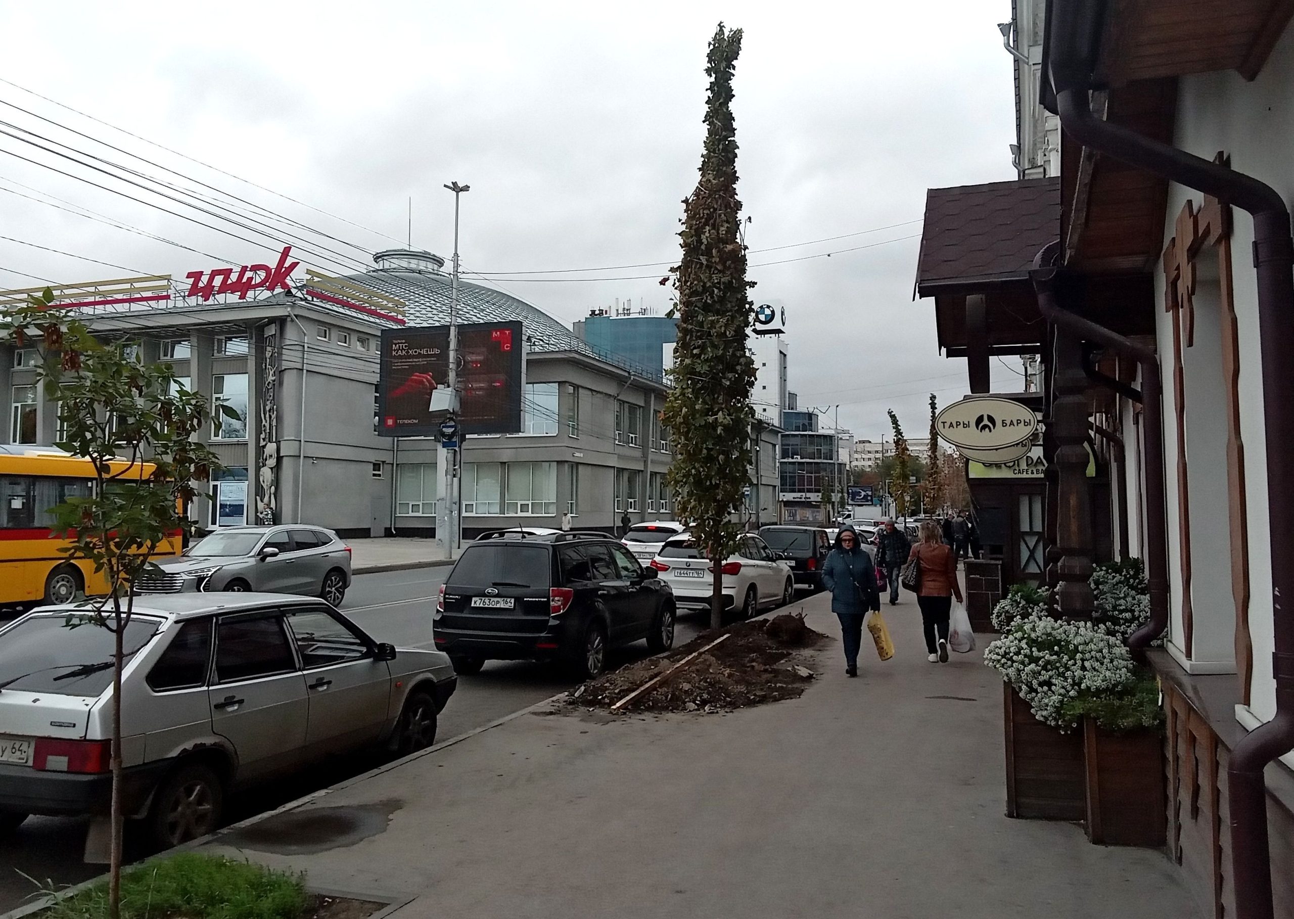 В Саратове стартовала беспрецедентная программа по высадке саженцев-крупномеров