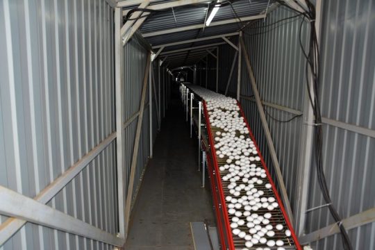 «Покровская птицефабрика» в 2 раза увеличивает производство куриных яиц