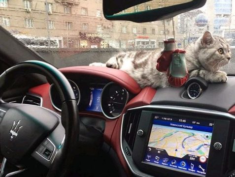 Российский автопарк элитных автомобилей: «налог на роскошь» превысил 3 миллиарда рублей