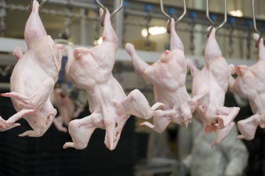 Мясо курицы за минувшую неделю повысилось в цене в среднем на 2,6 процента