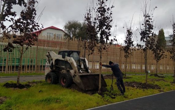 В Саратове посадили «Красного короля» и катальпу