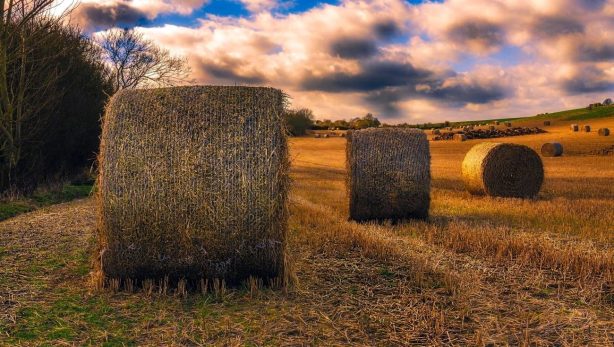 Итоги уборочной кампании-2023: в Саратовской области собрано 5,5 миллиона тонн зерновых культур