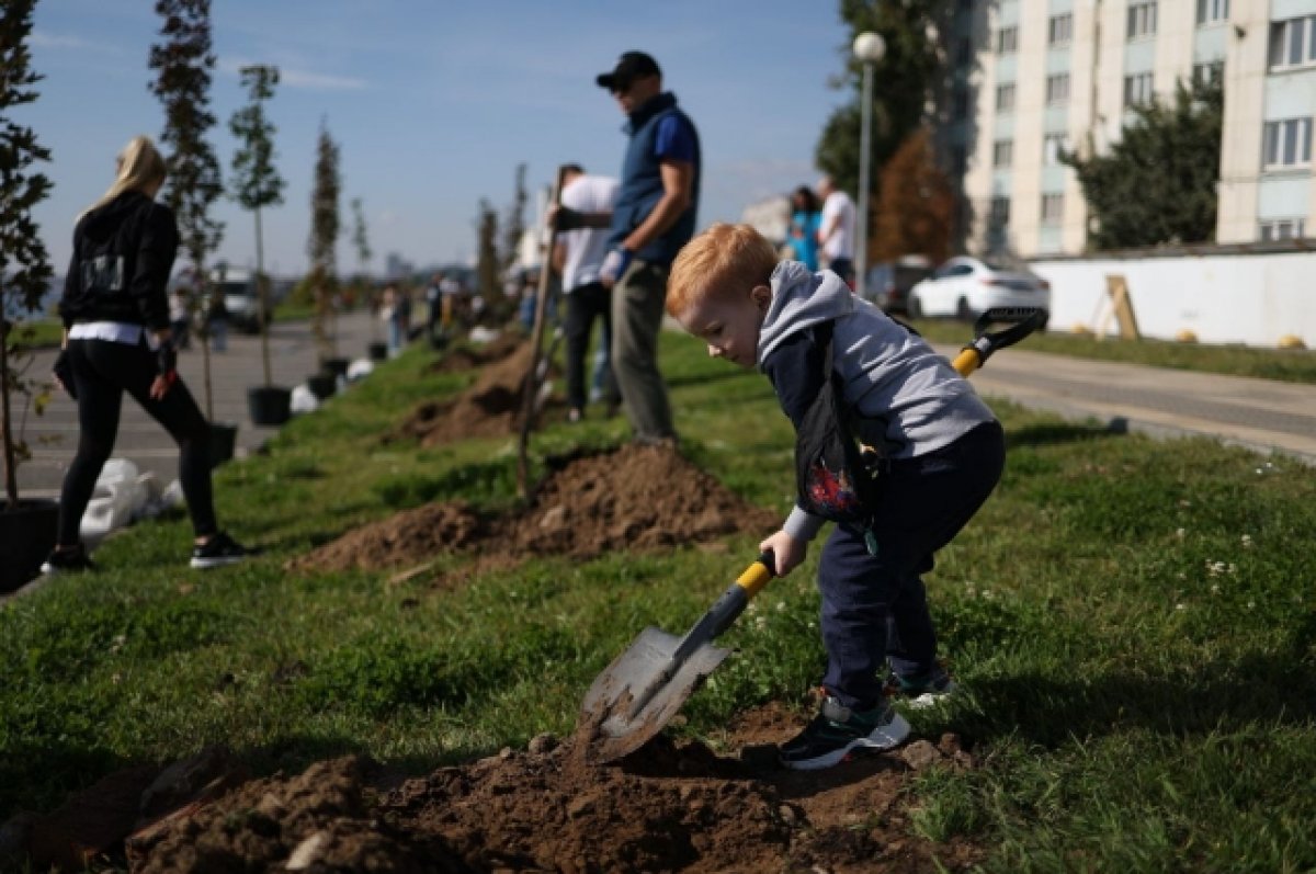 В Саратове засохшие деревья заменят крупномерами