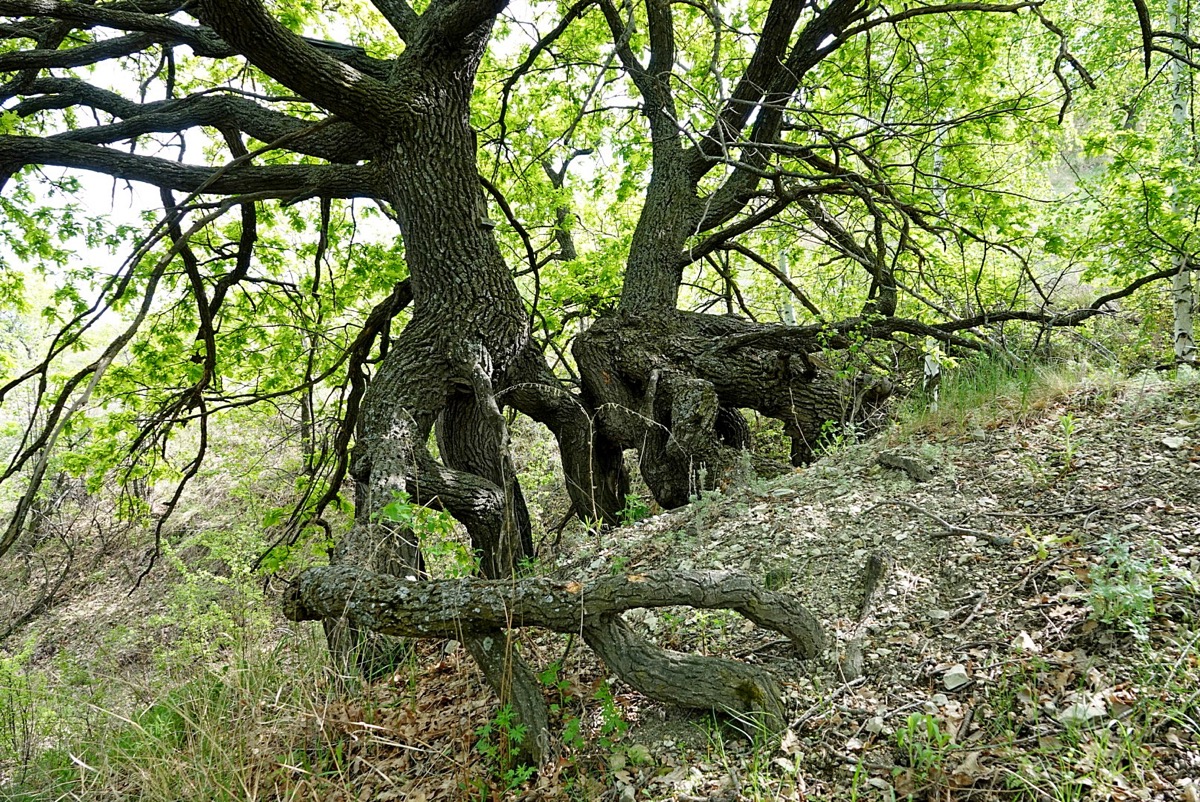 Саратовские «шагающие дубы» внесли в Национальный реестр удивительных деревьев России