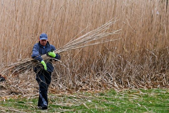 В России внедряется мискантус — совершенно новый вид сельскохозяйственной культуры