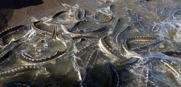 В Саратовской области могут изменить сроки запрета на вылов рыбы во время нереста