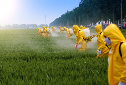 Министерство сельского хозяйства РФ поддерживает увеличение штрафов тем, кто неправильно использует пестициды