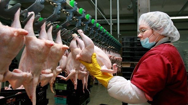 Рост цен на куриное мясо может продолжиться