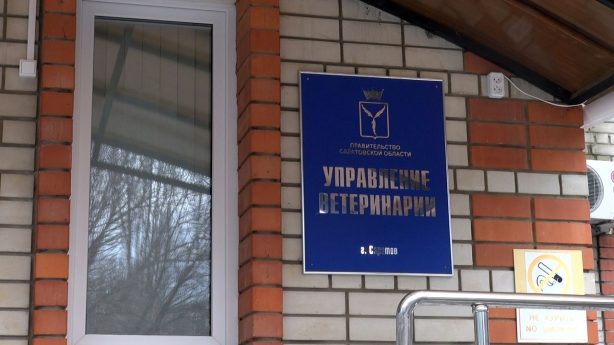 Прокуратура Саратовской области выступила против проекта приказа чиновников об умерщвлении животных